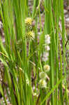 American bur-reed